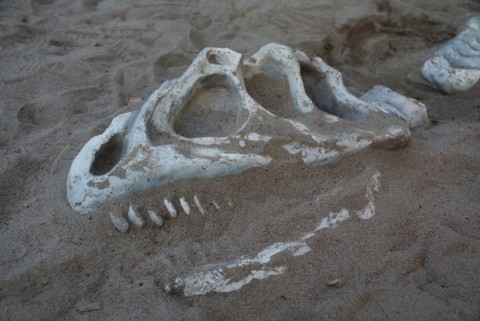 dinosaurieskelett